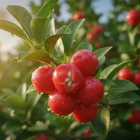 Acerola_Cherry_Radiant_C_Serum