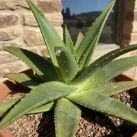 Aloe_Vera