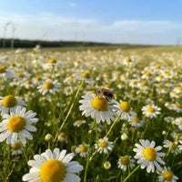 Chamomile